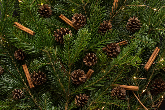 brown pine cones in pine tree